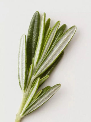 AG Conditioning Mist